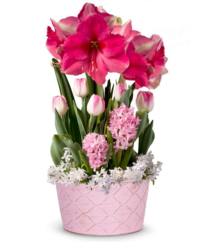 Blushing Pink Amaryllis Bulb Garden