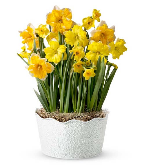 Yellow Daffodils in a Scalloped white container with a floral embossment pattern