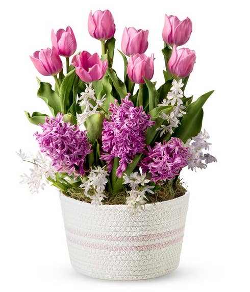 Springtime Blush Bulb Garden