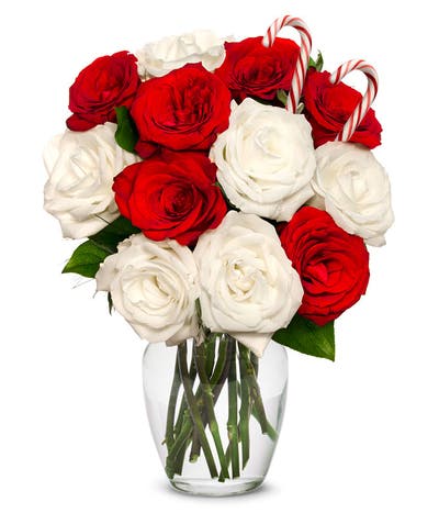 One Dozen Candy Cane Roses