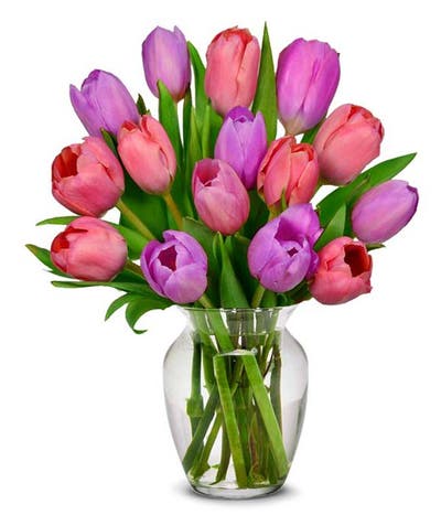 Pretty in Pink and Purple Tulips - 15 Stems