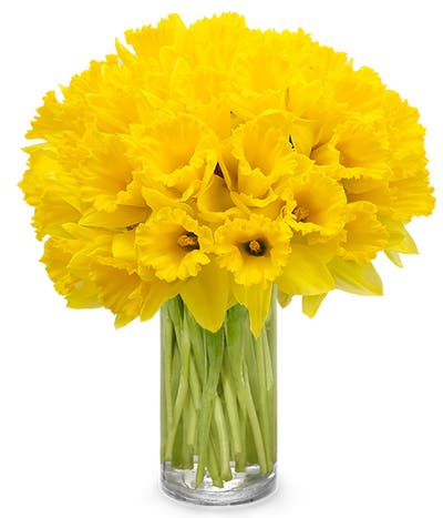 Springtime Sunshine Daffodil Bouquet