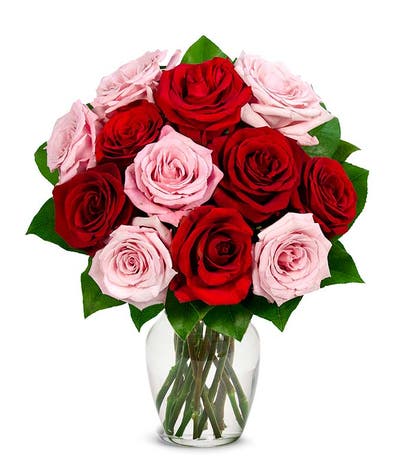 One Dozen Pink and Red Roses
