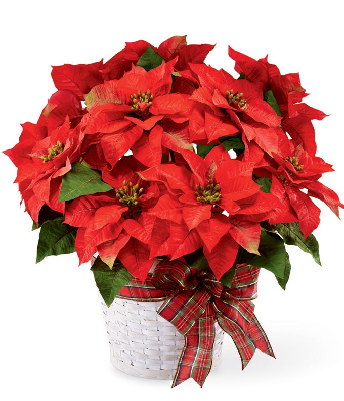 Merry Christmas Poinsettia at Send Flowers