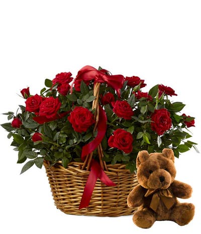 Teddy Bear With Roses