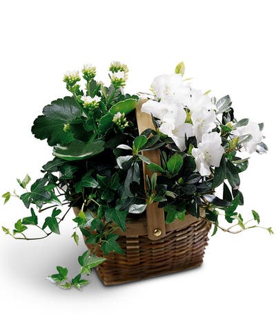 Sweet Serenity Plants Basket
