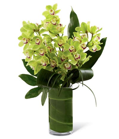 Jade Green Cymbidium Orchids