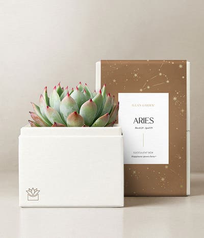 Lula's Garden ® Aries Birthday Bliss Succulent Gift