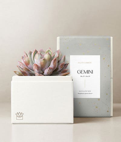 Lula's Garden ® Gemini Birthday Bliss Succulent Gift 