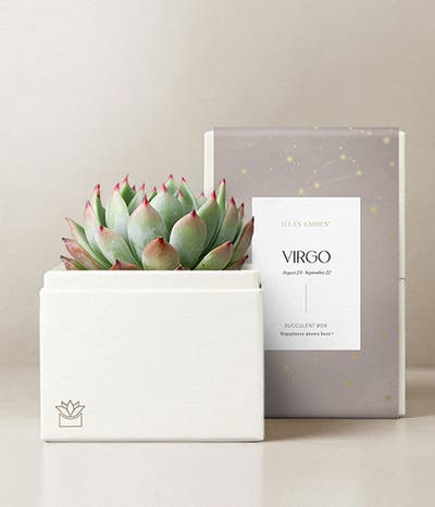 Lula's Garden ® Virgo Birthday Bliss Succulent Gift 