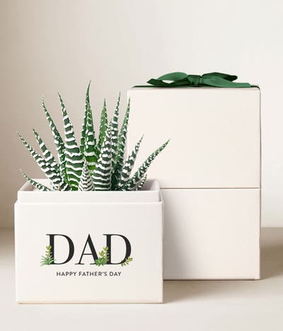 Lula's Garden ® Father's Day Zebra Succulent Plant