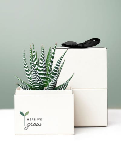 Back to School Succulent Zebra Planter