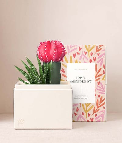 Lula's Garden ® XOXO Rosé Succulent Garden