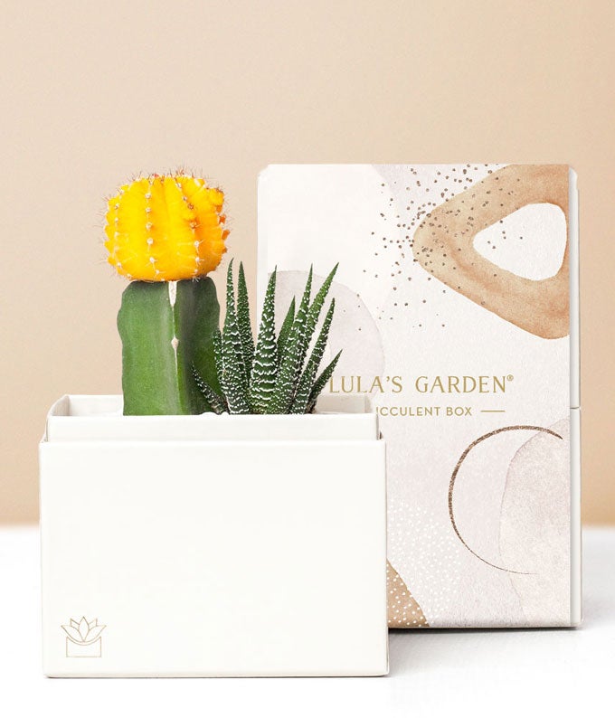 Lula's Garden ® Succulent Zebra Garden at Send Flowers