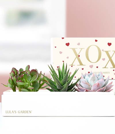 Lula's Garden ® XOXO Hugs & Kisses Verdant Succulent Gift