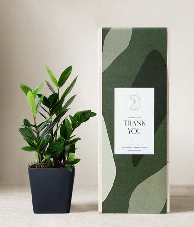 Lula's Garden ® Thank You ZZ Plant