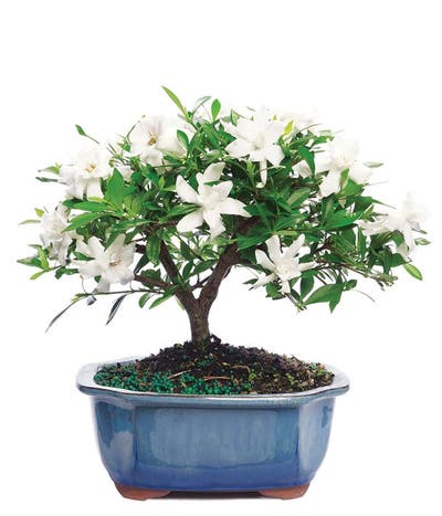Potted Gardenia Bonsai Tree