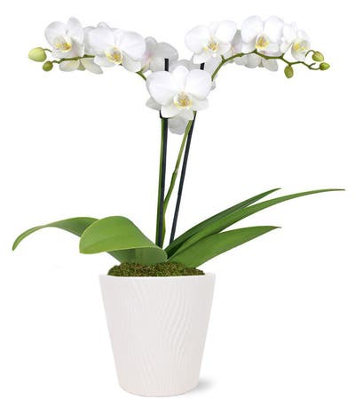 Double White Orchid Potted Plant
