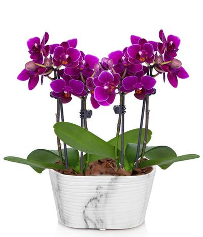 Purple Passion Mini Orchid