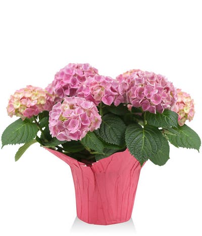 Perfect Pink Hydrangea
