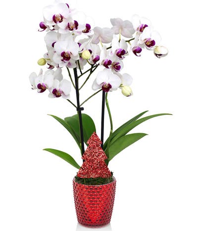 White Christmas Orchid Plant