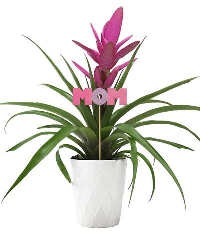 Tropical Potted Plant for Mom