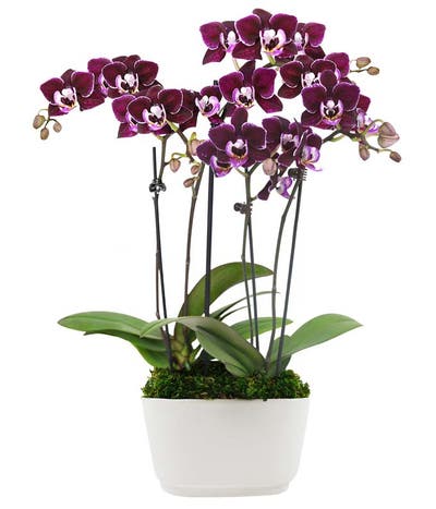 A Vision in Violet Mini Orchids