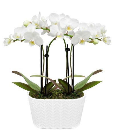 Perfectly Pristine White Orchid Plant