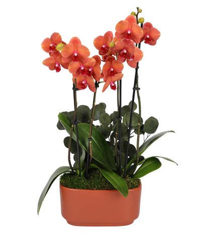 Salmon Orchid Duo with Eucalyptus