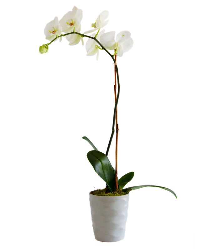 Phalaenopsis Orchid Planter at Send Flowers