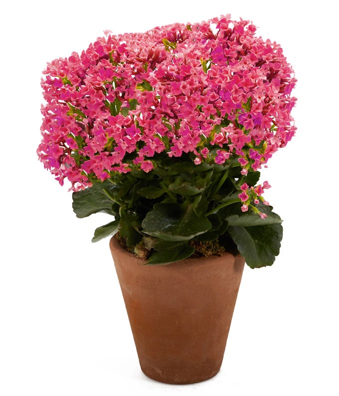 SF-216.jpg?auto=webp&quality=