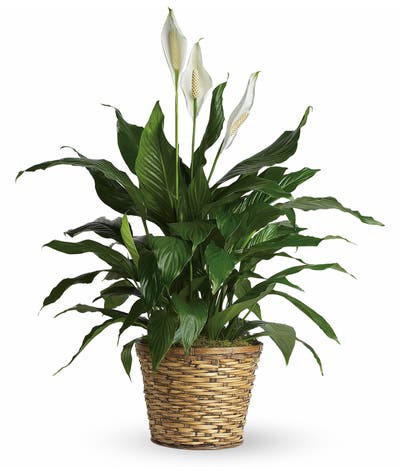 Lily Spathiphyllum Plant
