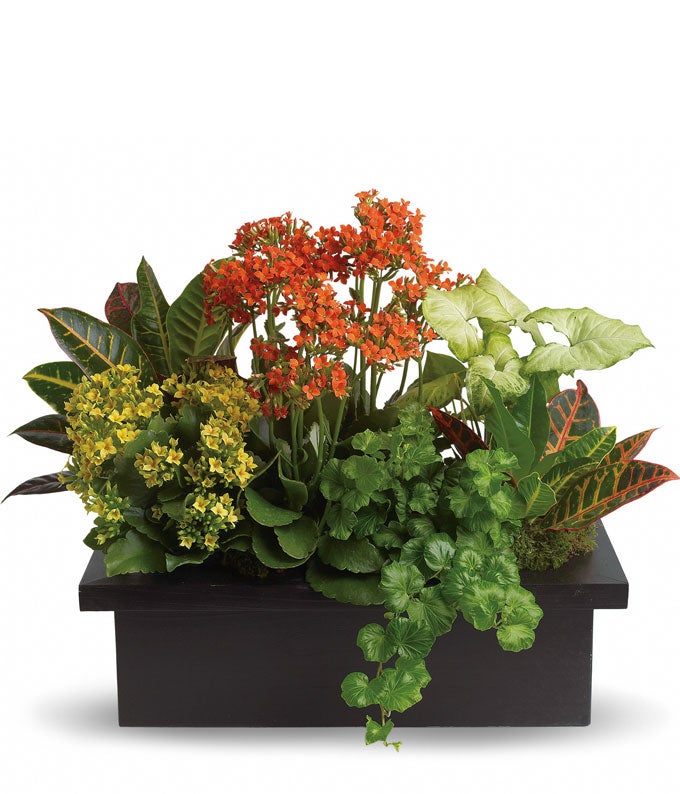 Mixed Dish Garden at Send Flowers