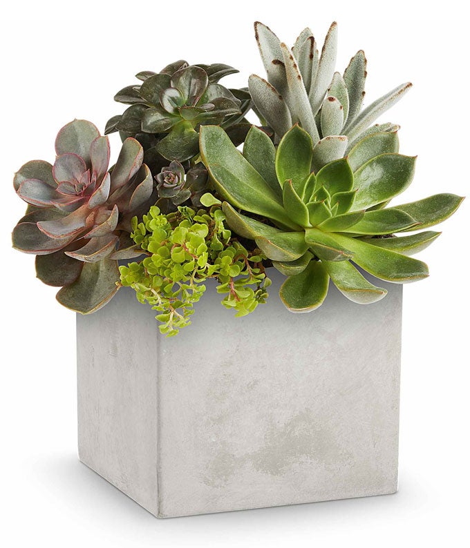 Succulents Dish Garden at Send Flowers