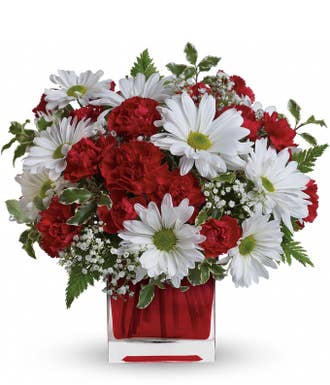 Red Daisy White Daisy For You I'm Crazy