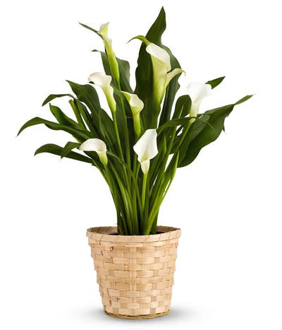 Whimsical White Calla Lily Potted Plant