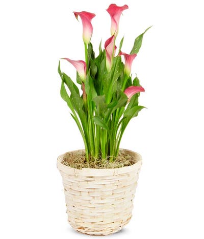 Precious Pink Calla Lily Potted Plant