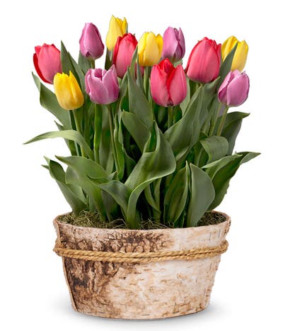 Rainbow Tulip Bulb Garden