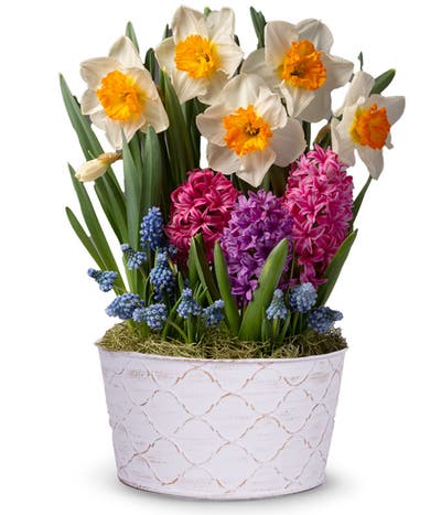 Daffodil Sunshine Bulb Garden