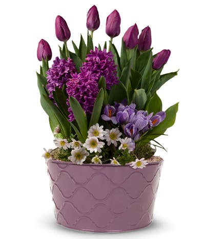 Amethyst Tulip Garden