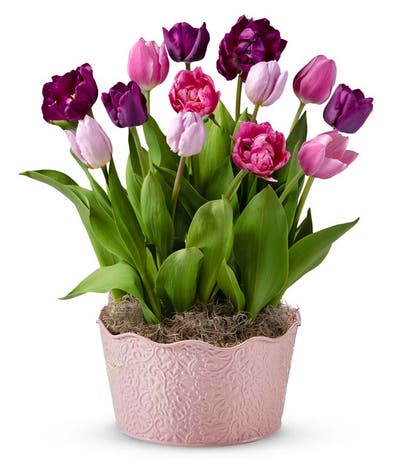 Spring Charm Bulb Garden